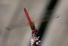 Sympetrum fonscolombii